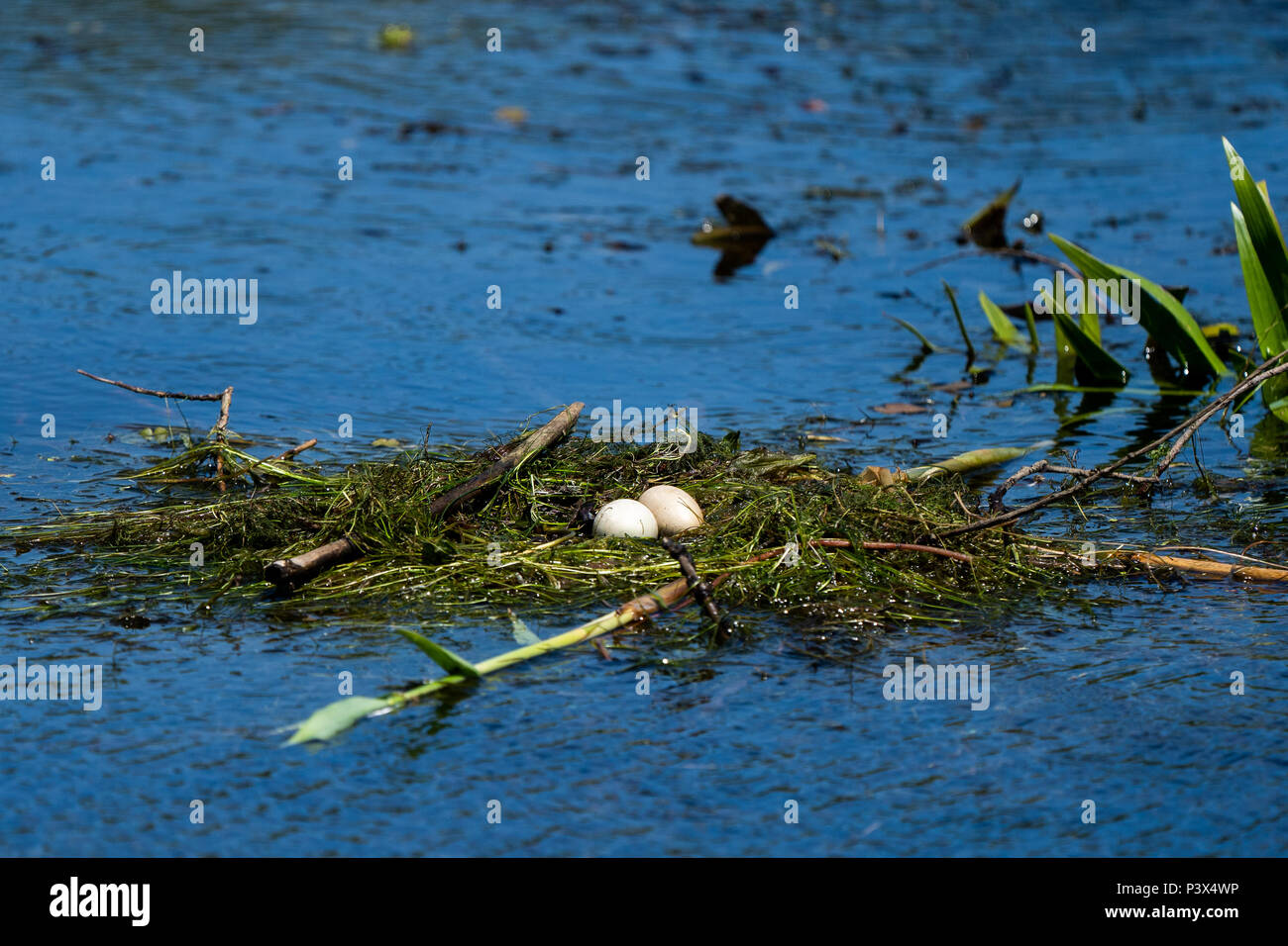 Bird nest and eggs on water in Danube Delta Stock Photo