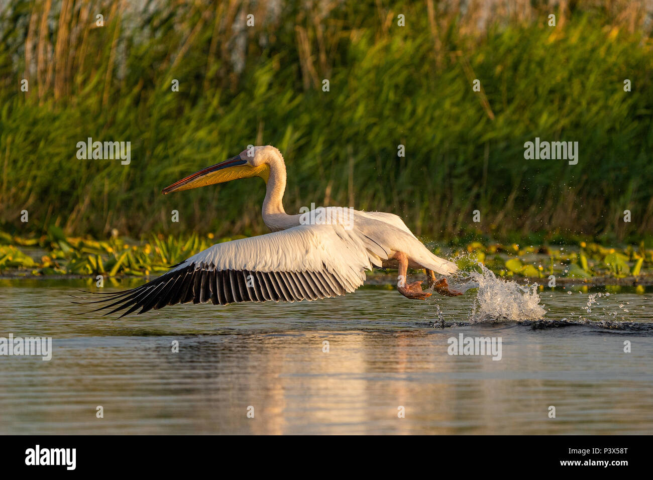 The Great White Pelican (Pelecanidae) a common sighting in the Danube Delta, Romania Stock Photo