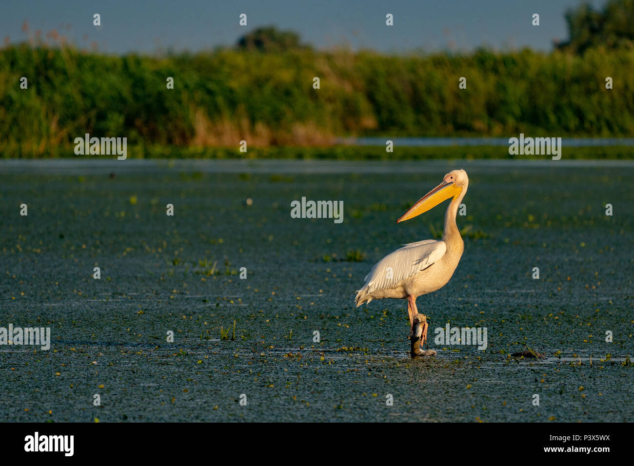 The Great White Pelican  in the Danube Delta Stock Photo