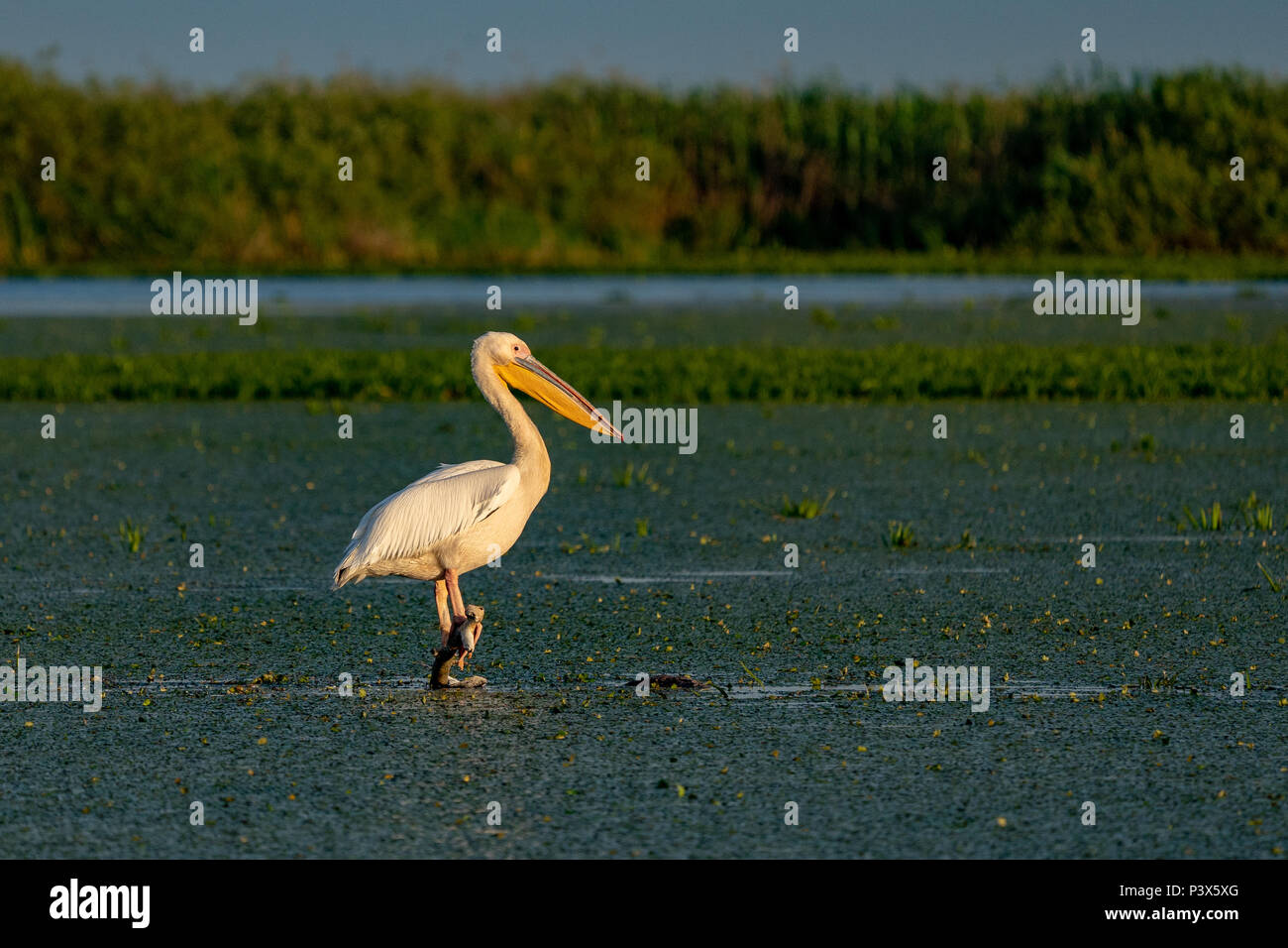 The Great White Pelican  in the Danube Delta Stock Photo