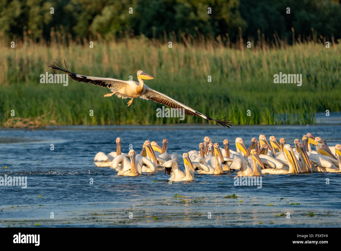 Pelican colony with Great White Pelicans and the Dalmatian Pelicans (Pelecanus crispus) in the Danube Delta Stock Photo