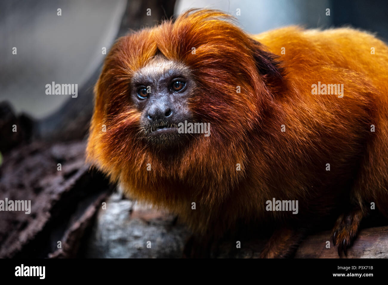 Tufting High Resolution Stock Photography and Images - Alamy