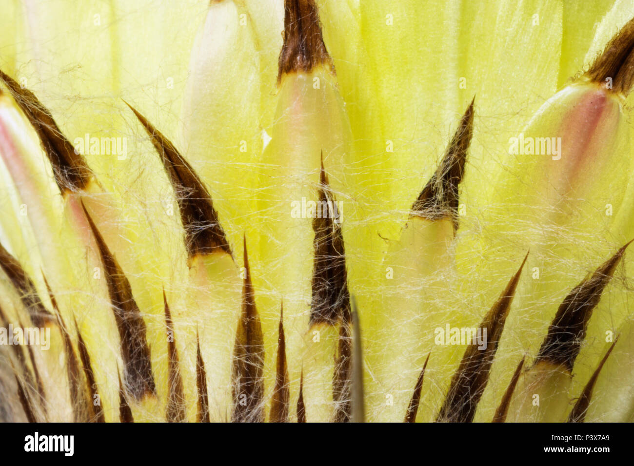 Cactus flower close-up,macrophotography ,yellow flower with brown end ,abstract effect ,studio photo with backlight Stock Photo