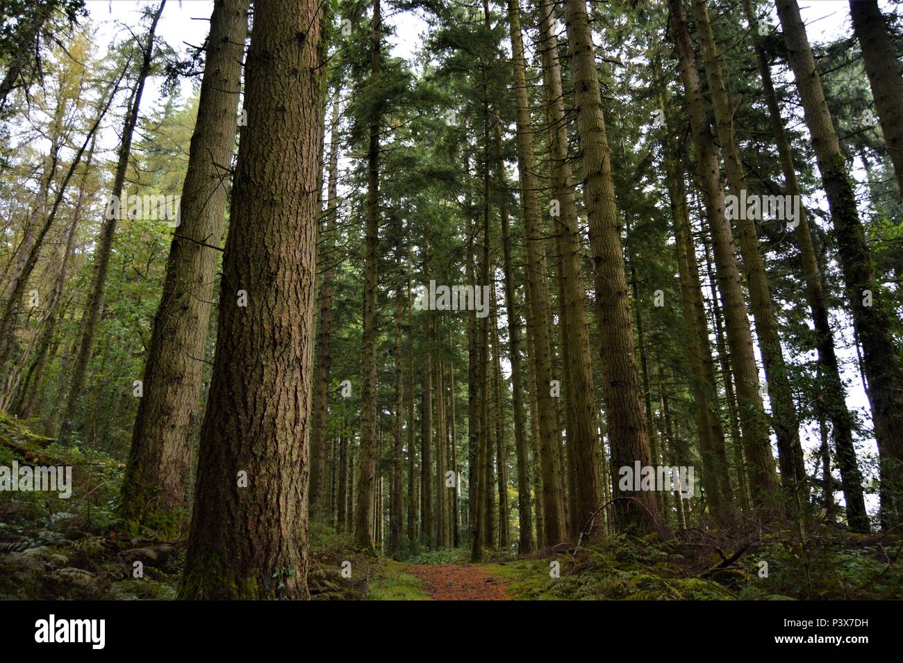 Lost in the woods, woodland, forest, Betws y coed, Snowdonia National ...