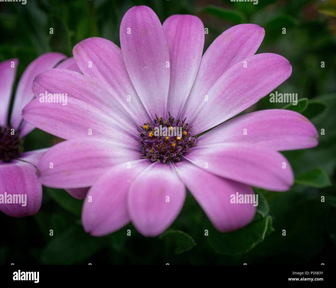 African daisy Calgary Alberta Canada Stock Photo Alamy