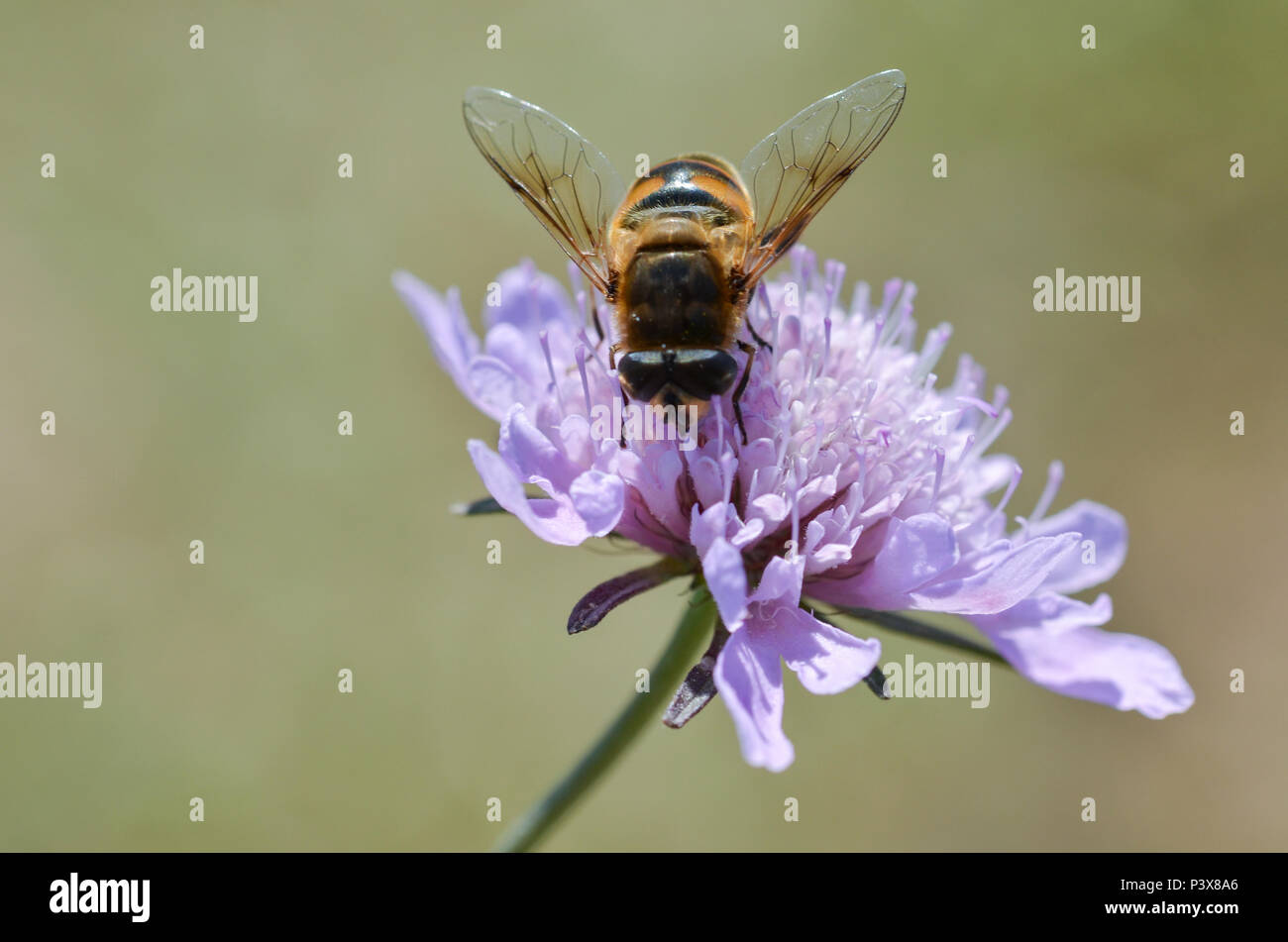Purple pollination hi-res stock photography and images - Alamy