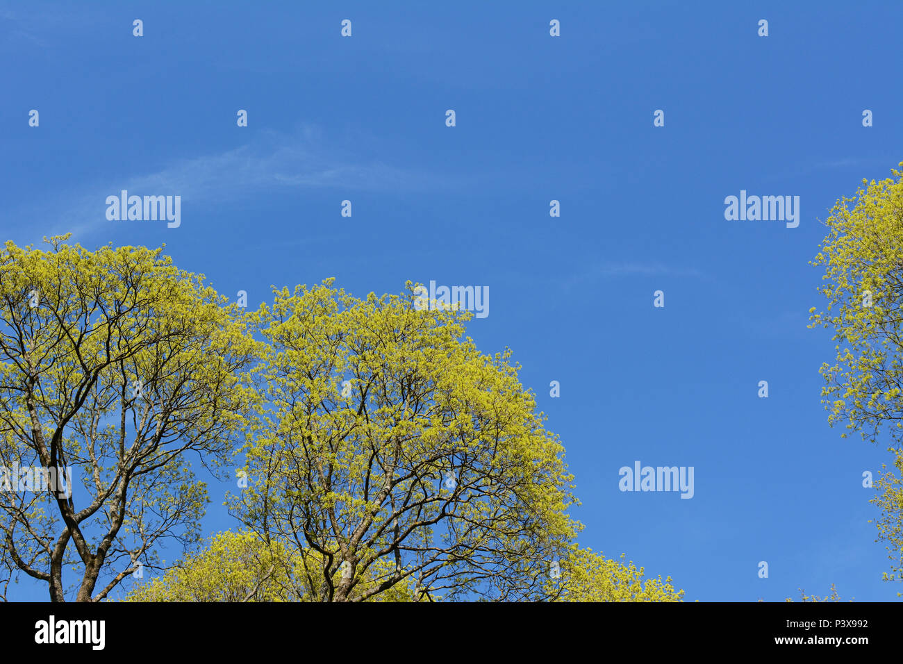 Bright green foliage of lime trees begins to open in spring. Copy space ...