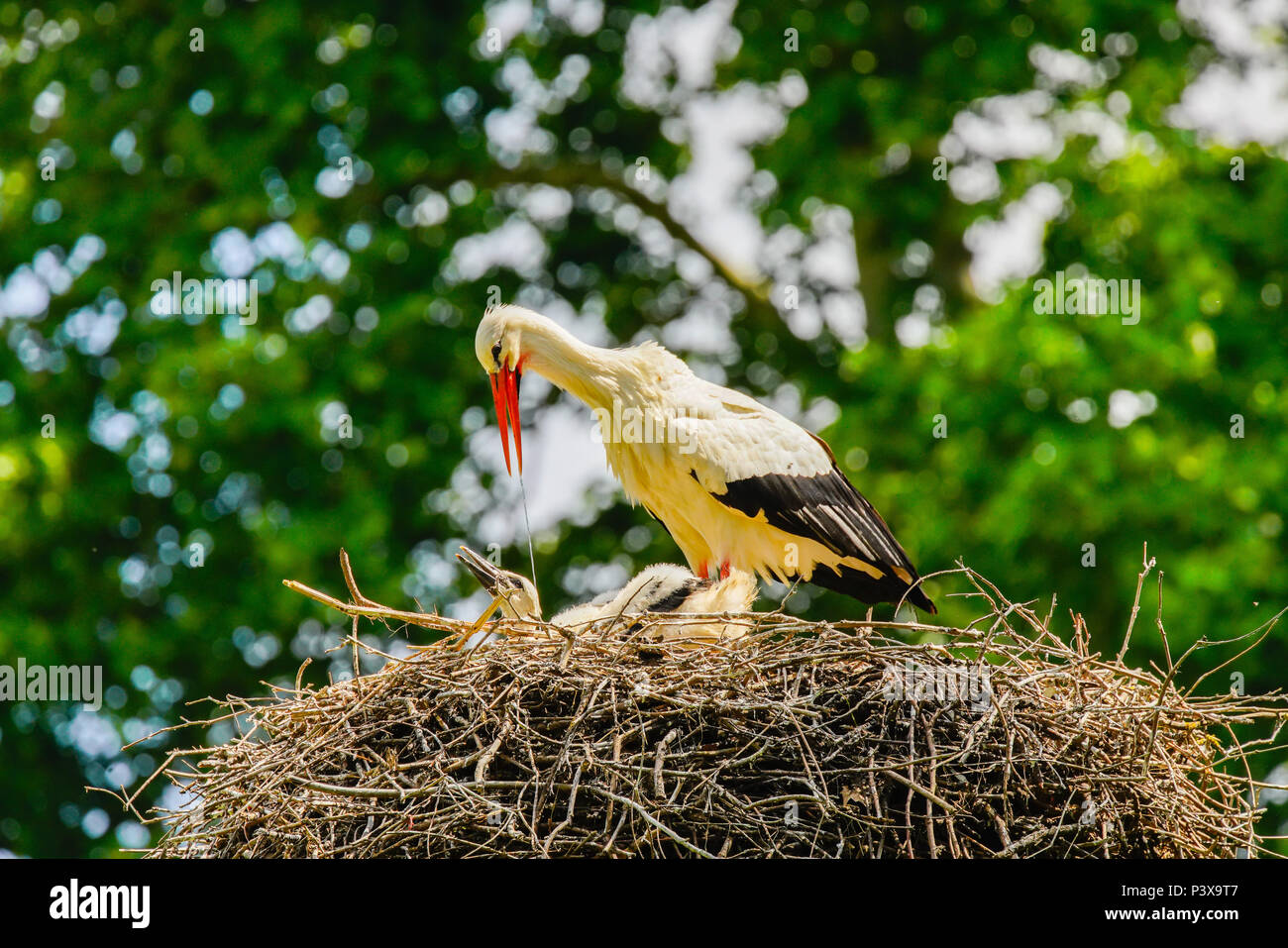 White stork (Ciconia ciconia) give chickens water to drink, Switzerland. Stock Photo