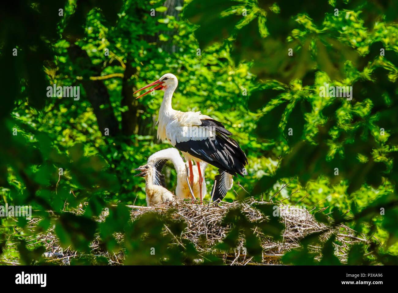 White storks (Ciconia ciconia) with chicks in the nest, Switzerland. Stock Photo