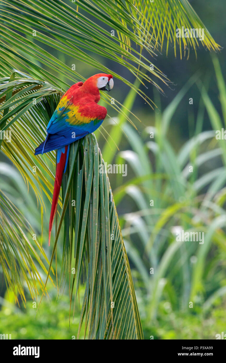 Scarlet Macaw (Ara macao), Guyana Stock Photo