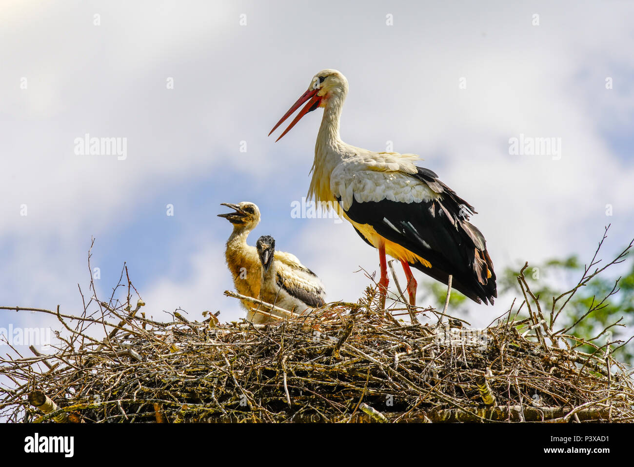 Storks feeding babies in nest hi-res stock photography and images - Alamy