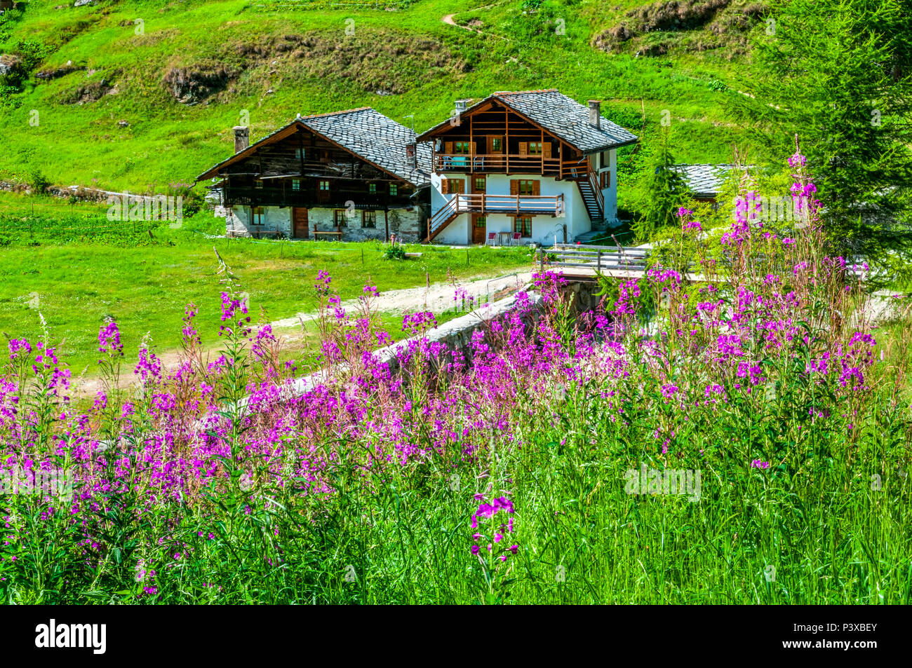 Summer view of typical Walser houses, Gressoney La Trinite', Aosta Valley, Italy Stock Photo