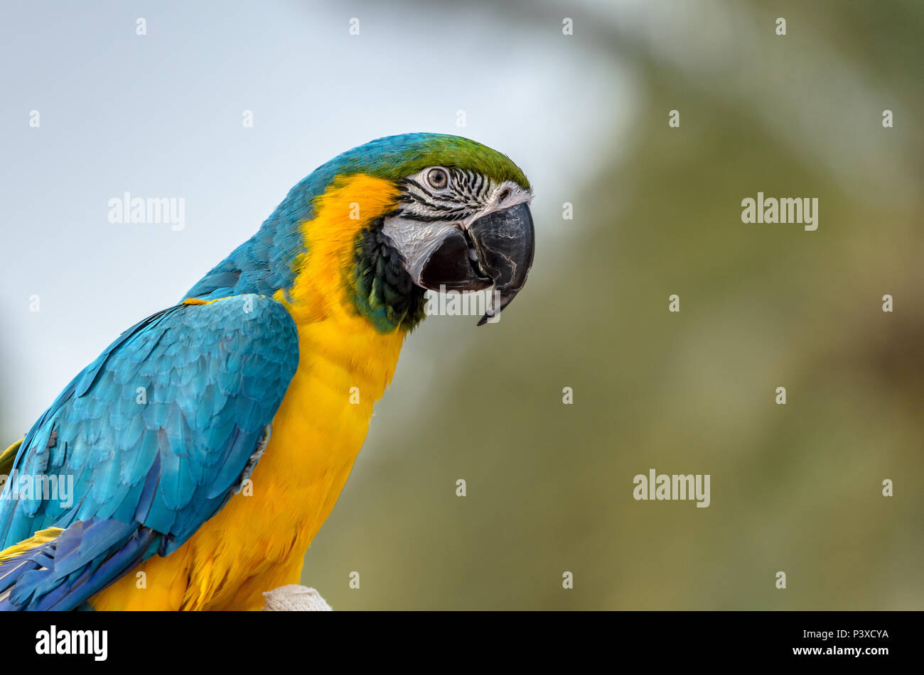 Colorful Macaw Bird Stock Photo