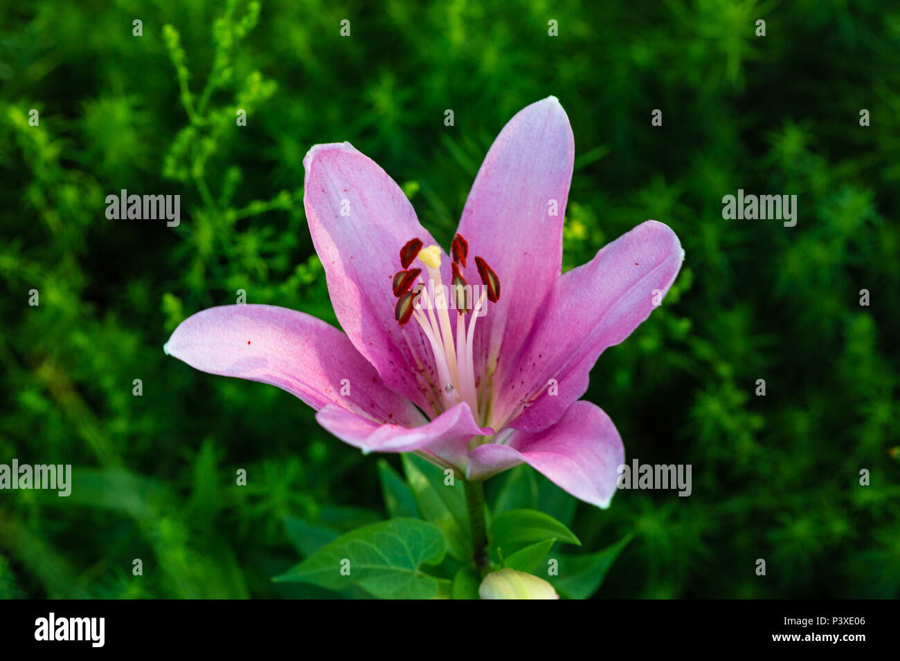 a side view of a pink lily newly opened in the garden Stock Photo