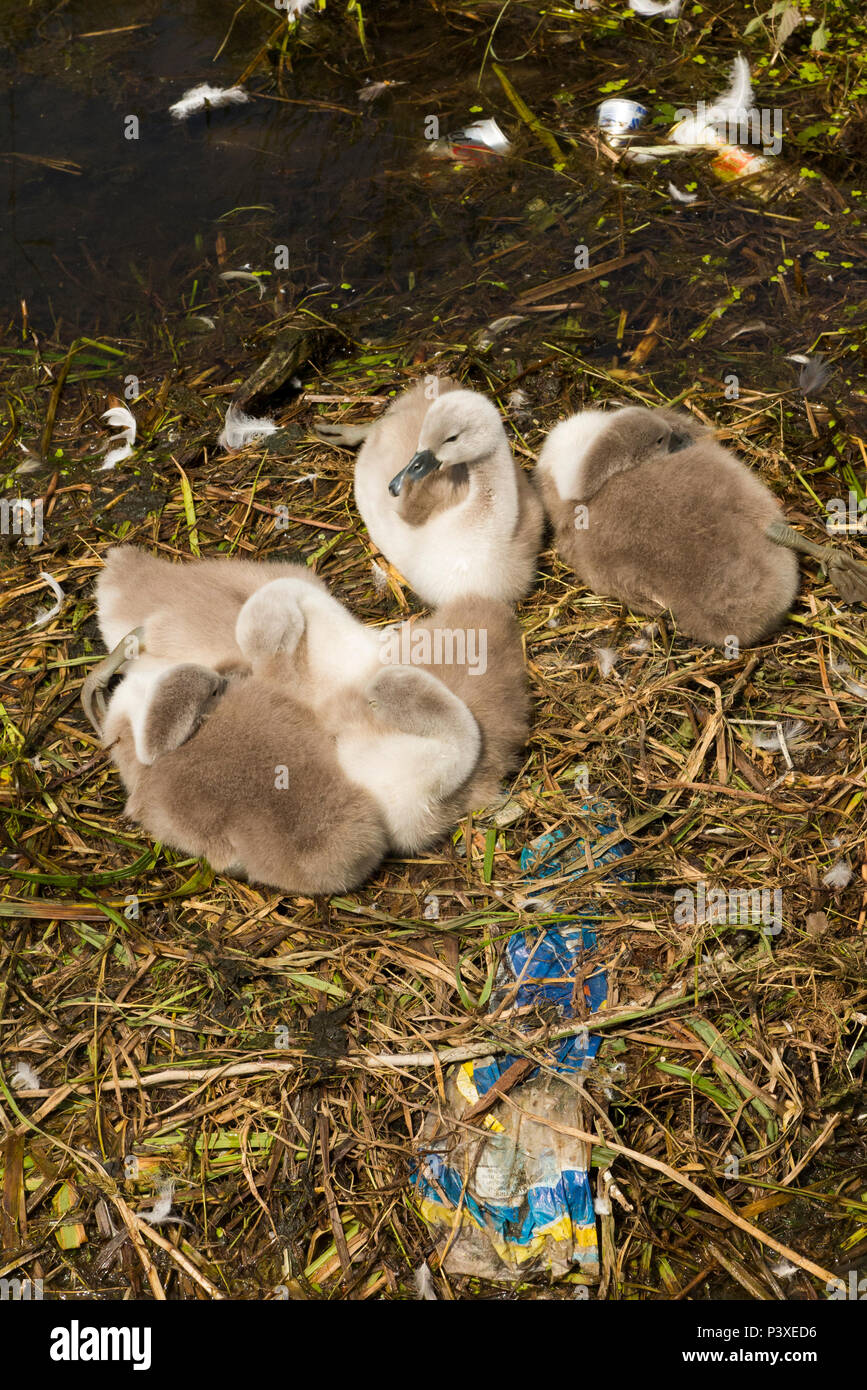 Litter in birds nest hires stock photography and images Alamy