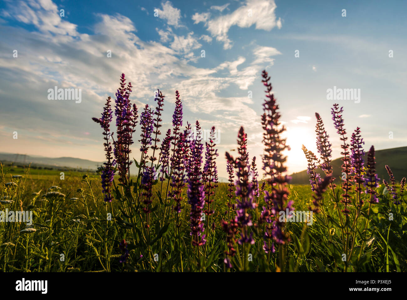 Spring landscape on the hill Stock Photo - Alamy