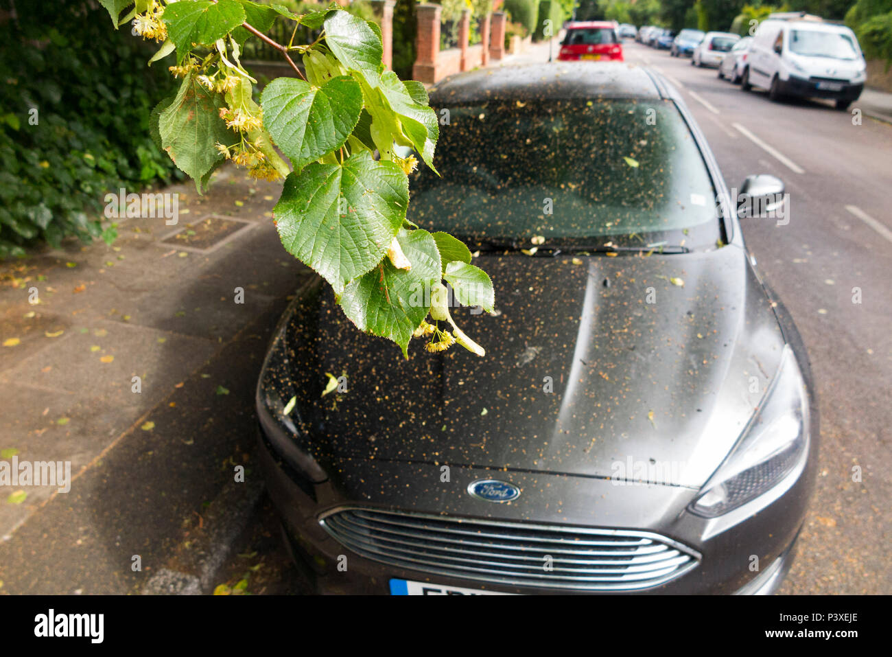 A motor car with tree sap all over its bonnet, windscreen & top