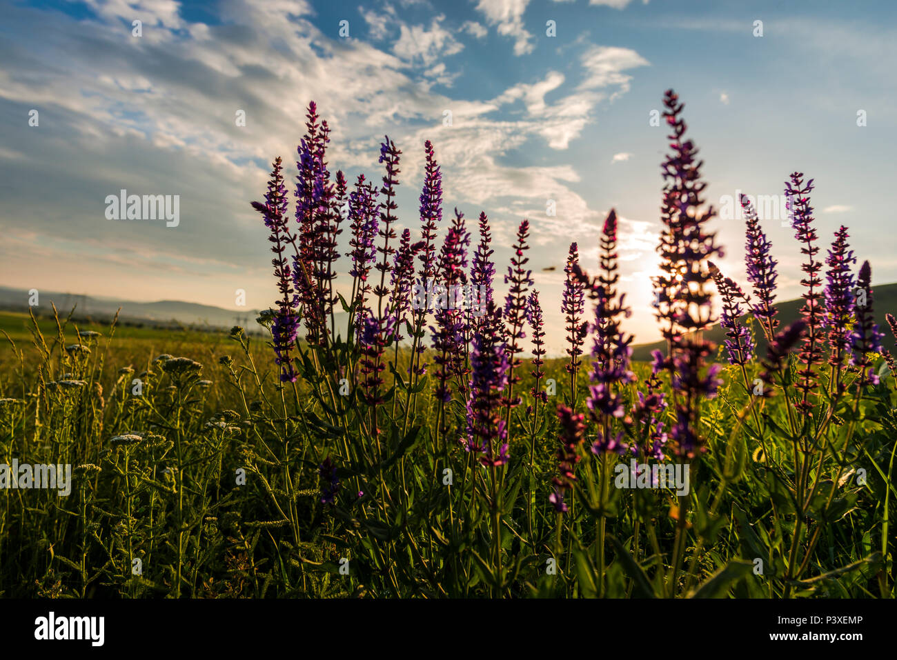 Spring landscape on the hill Stock Photo - Alamy
