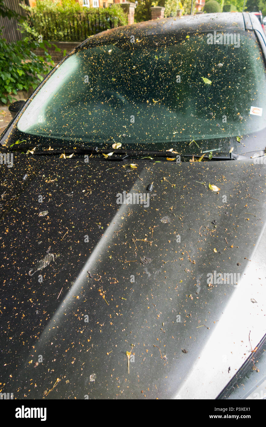 A motor car with tree sap all over its bonnet, windscreen & top