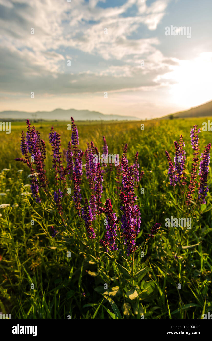 Spring landscape on the hill Stock Photo - Alamy