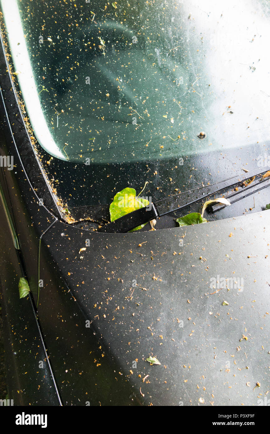 Tree sap car hi-res stock photography and images - Alamy