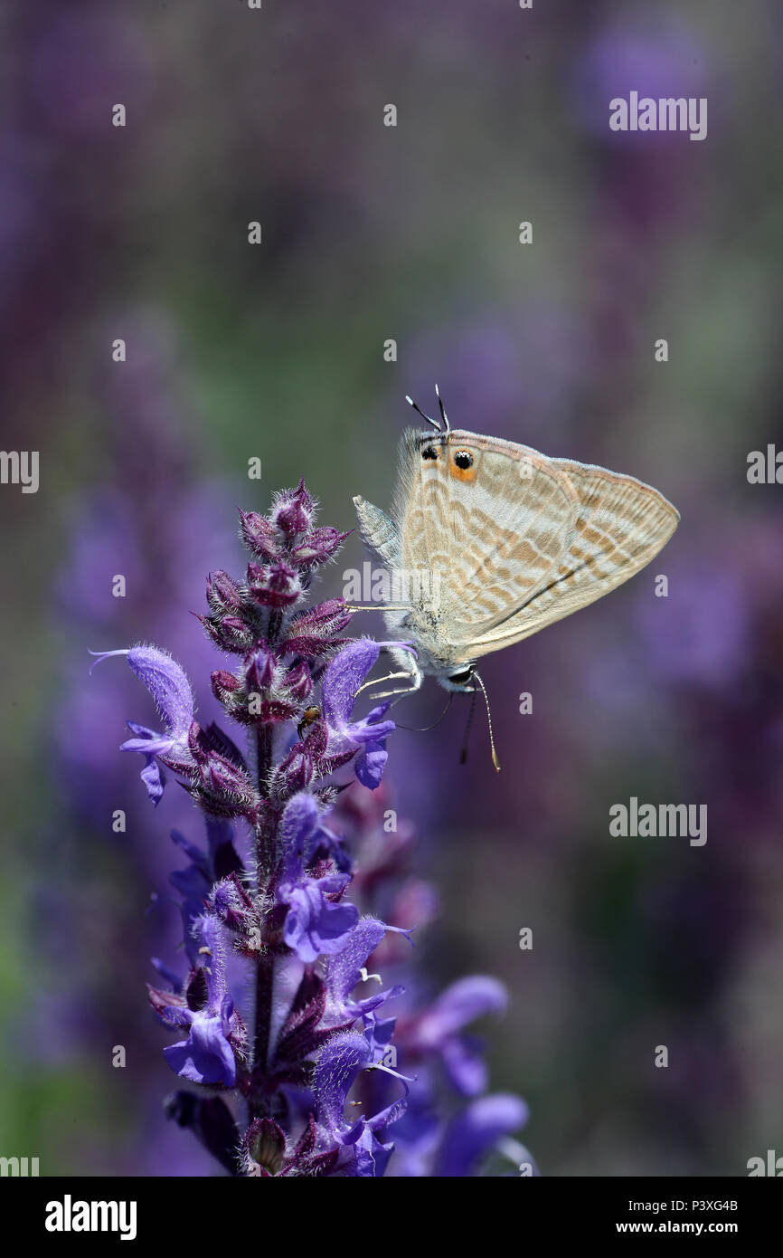 Long-tailed Blue Stock Photo