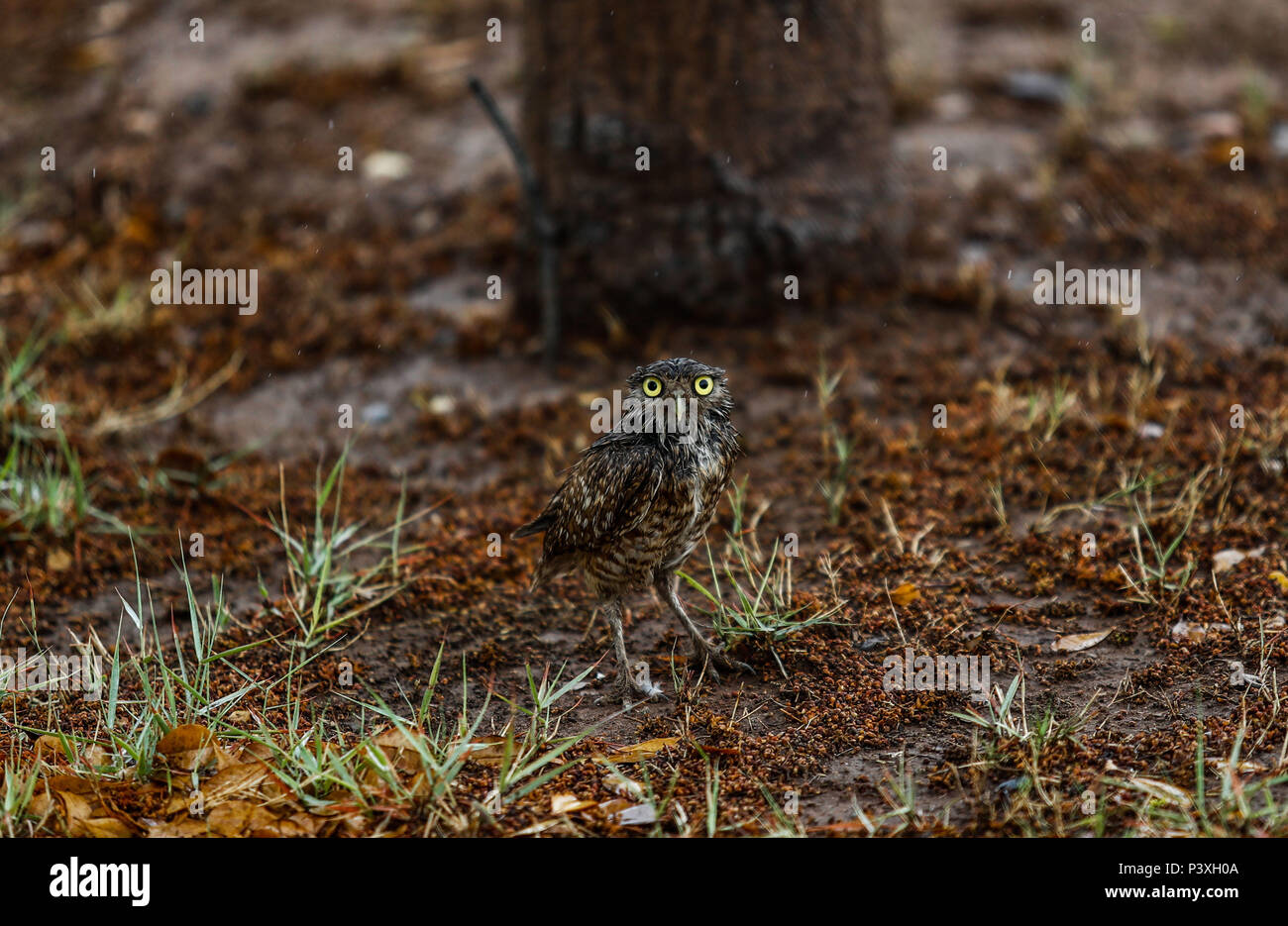 Tecolote llanero. Athene cunicularia. Lechuza pequeña y de patas largas que se encuentra en todos los paisajes abiertos de América Latina. El Tecolote Stock Photo