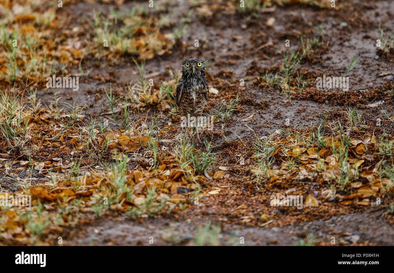 Tecolote llanero. Athene cunicularia. Lechuza pequeña y de patas largas que se encuentra en todos los paisajes abiertos de América Latina. El Tecolote Stock Photo