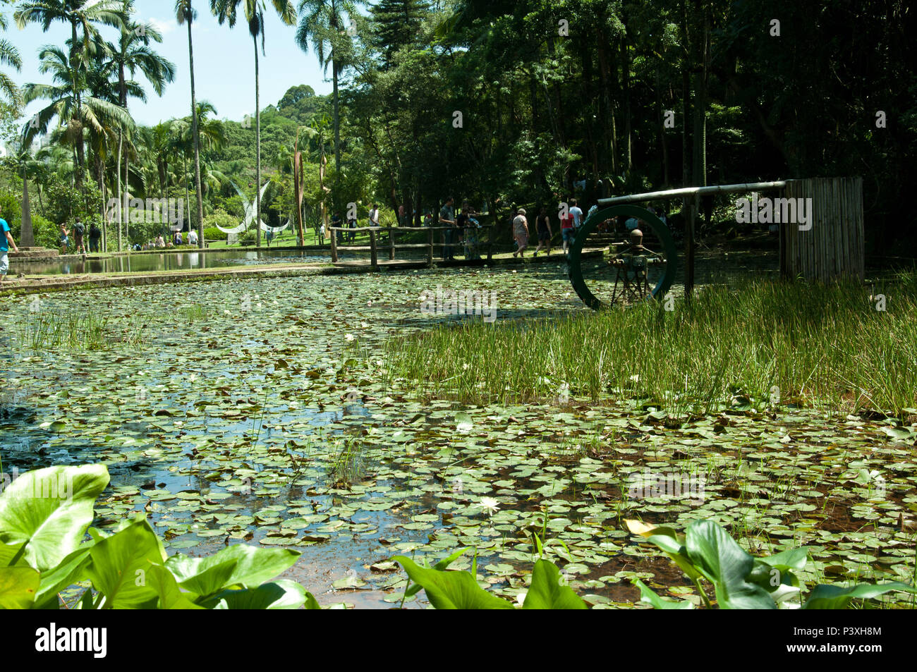 Lago das Ninféias no Jardim Botânico de São Paulo. O Lago das Ninféias é um lago artificial formado pelo represamento de águas que brotam das nascentes do riacho Ipiranga. Stock Photo