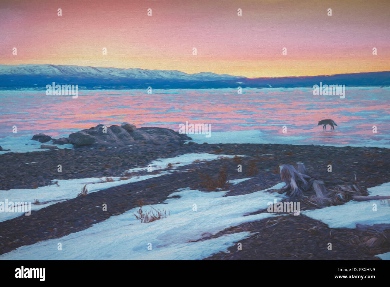 Coyote searching for prey frozen lake ice sheet Yukon Canada Stock Photo