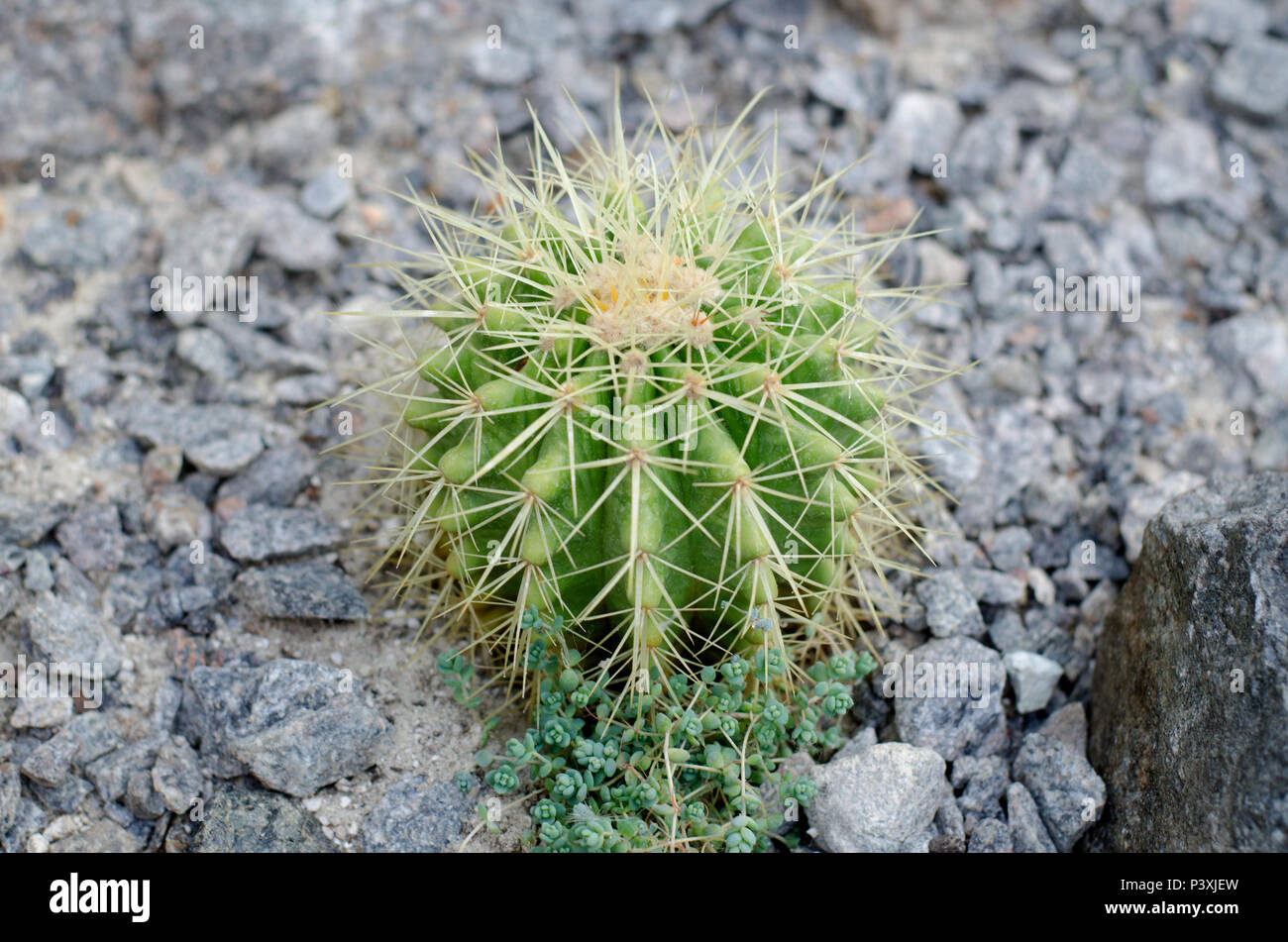 Bright Parodia schumanniana cactus in stony ground Stock Photo