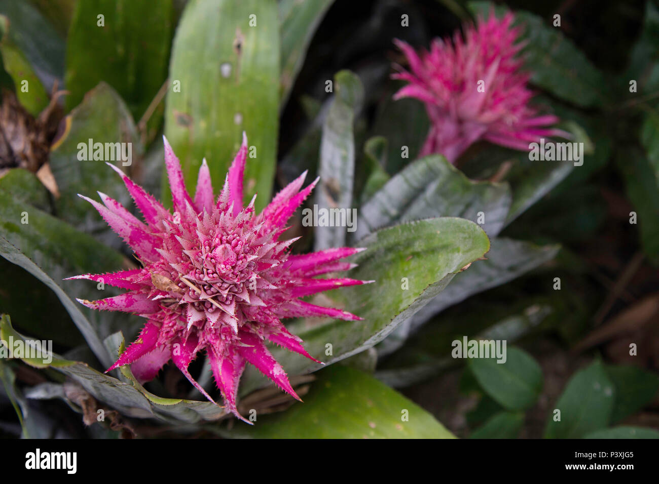 Flor de Bromélia na cidade de Cunha Stock Photo - Alamy