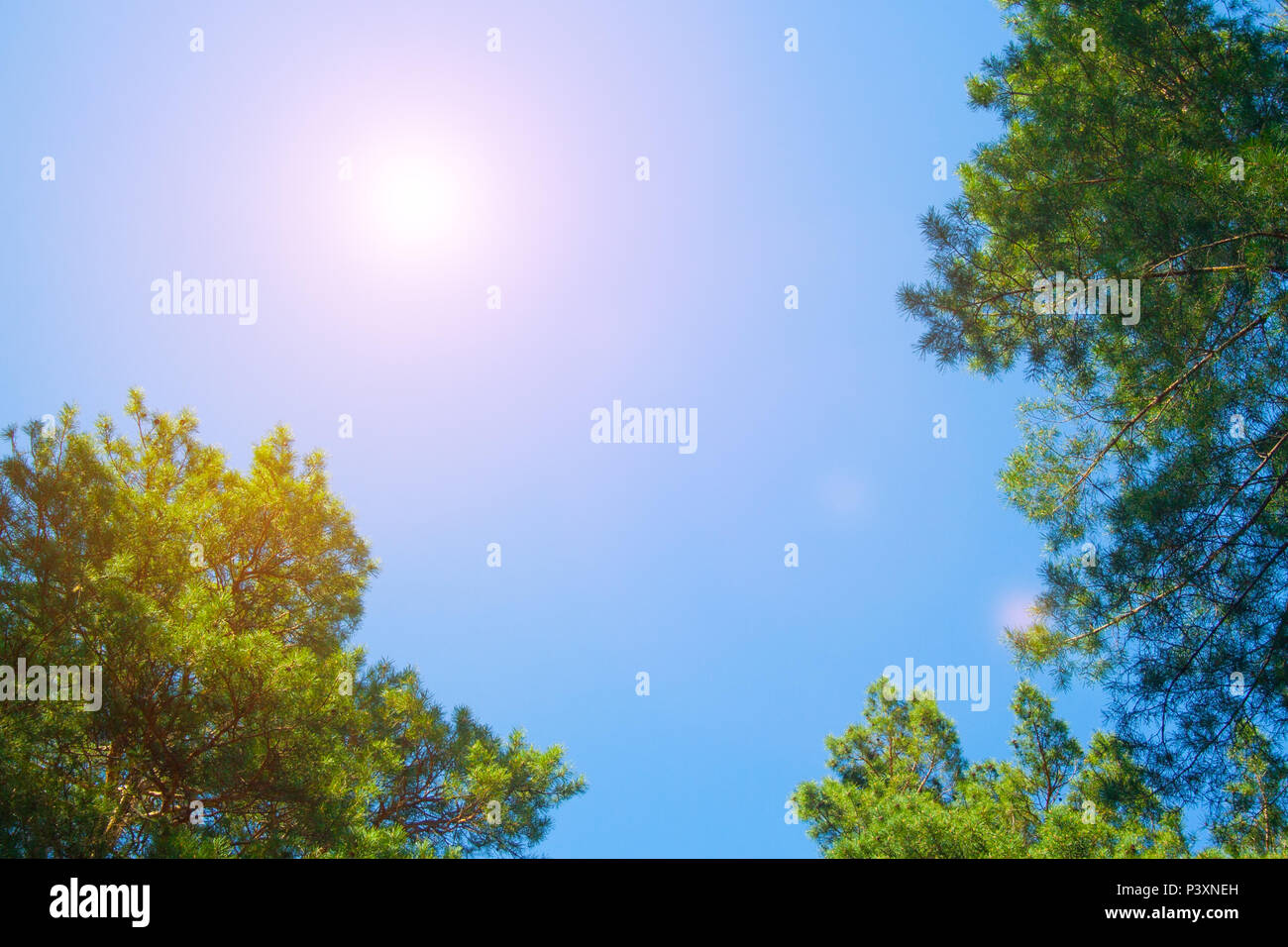 Green branches of pine tree on blue sky background Stock Photo - Alamy