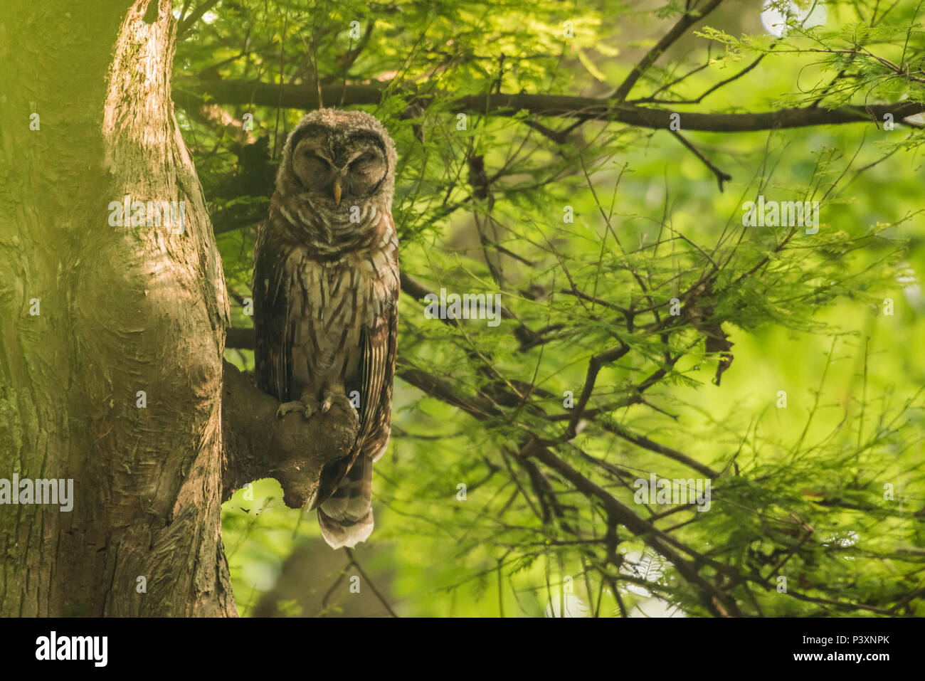 A young barred owl (Strix varia) in its daytime roost, hidden in a cypress swamp and perched on one of the cypress trees. Stock Photo