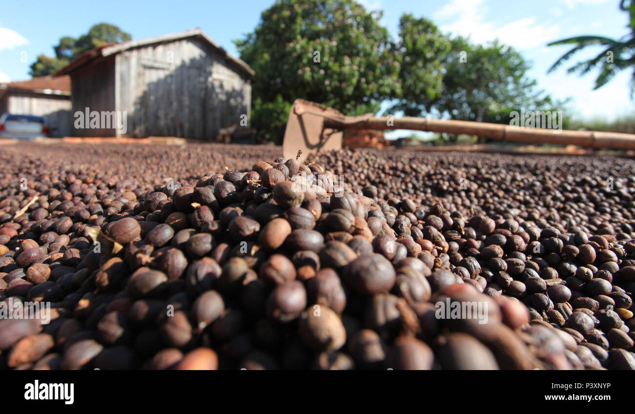 Café em grão secando em quintal de propriedade rural no município de Icaraíma, na Região Noroeste do Paraná. Stock Photo