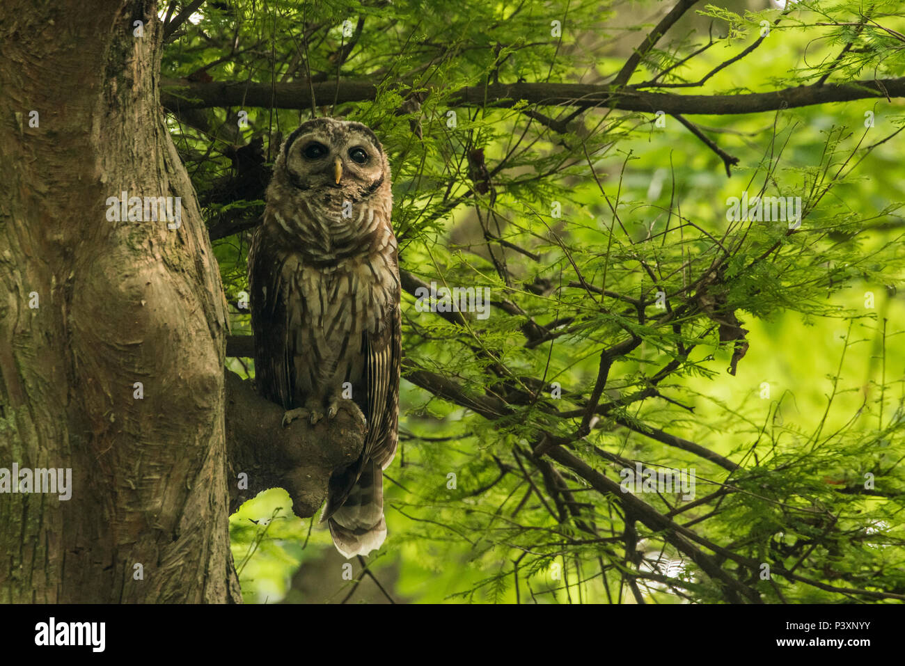 A young barred owl (Strix varia) in its daytime roost, hidden in a cypress swamp and perched on one of the cypress trees. Stock Photo