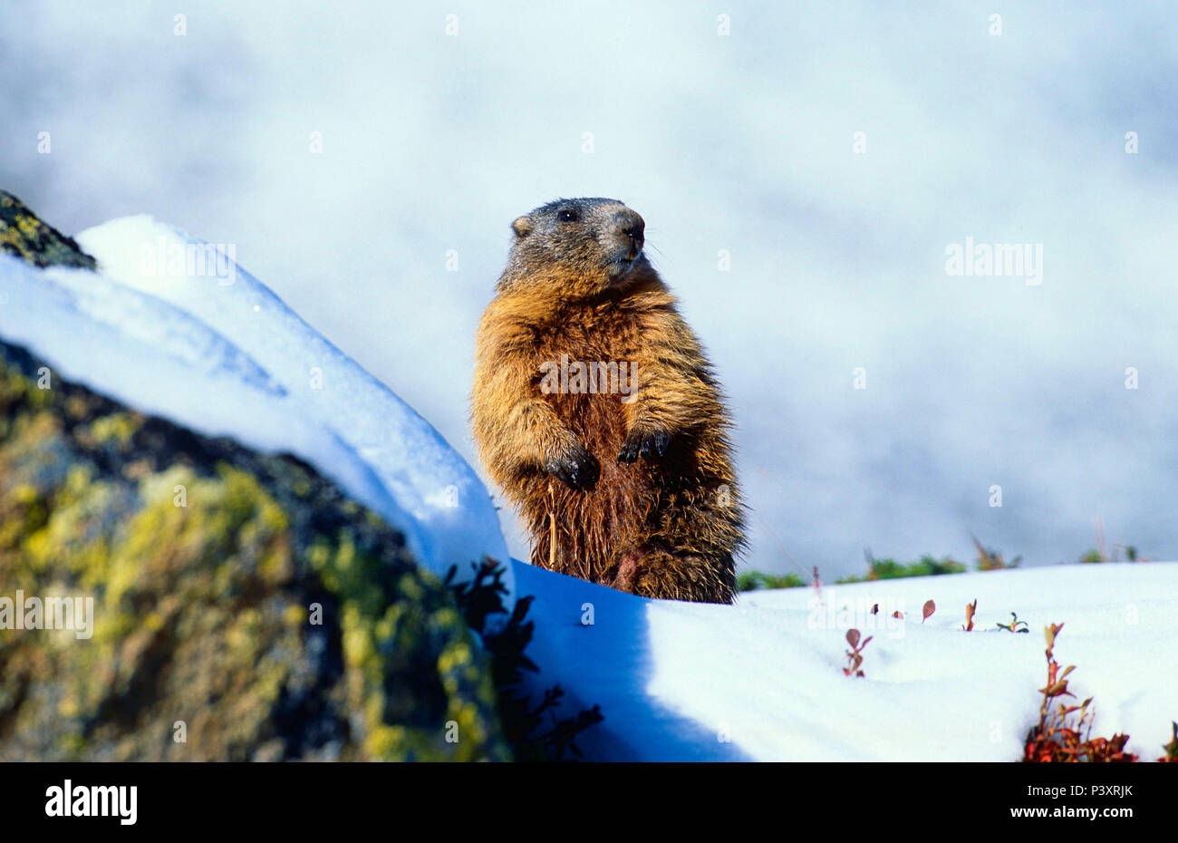 Alpine Marmot, Marmota marmota, Sciuridae, Marmot, mammal, animal, Dischmatal, Davos, Alps, Canton of Graubünden, Switzerland Stock Photo