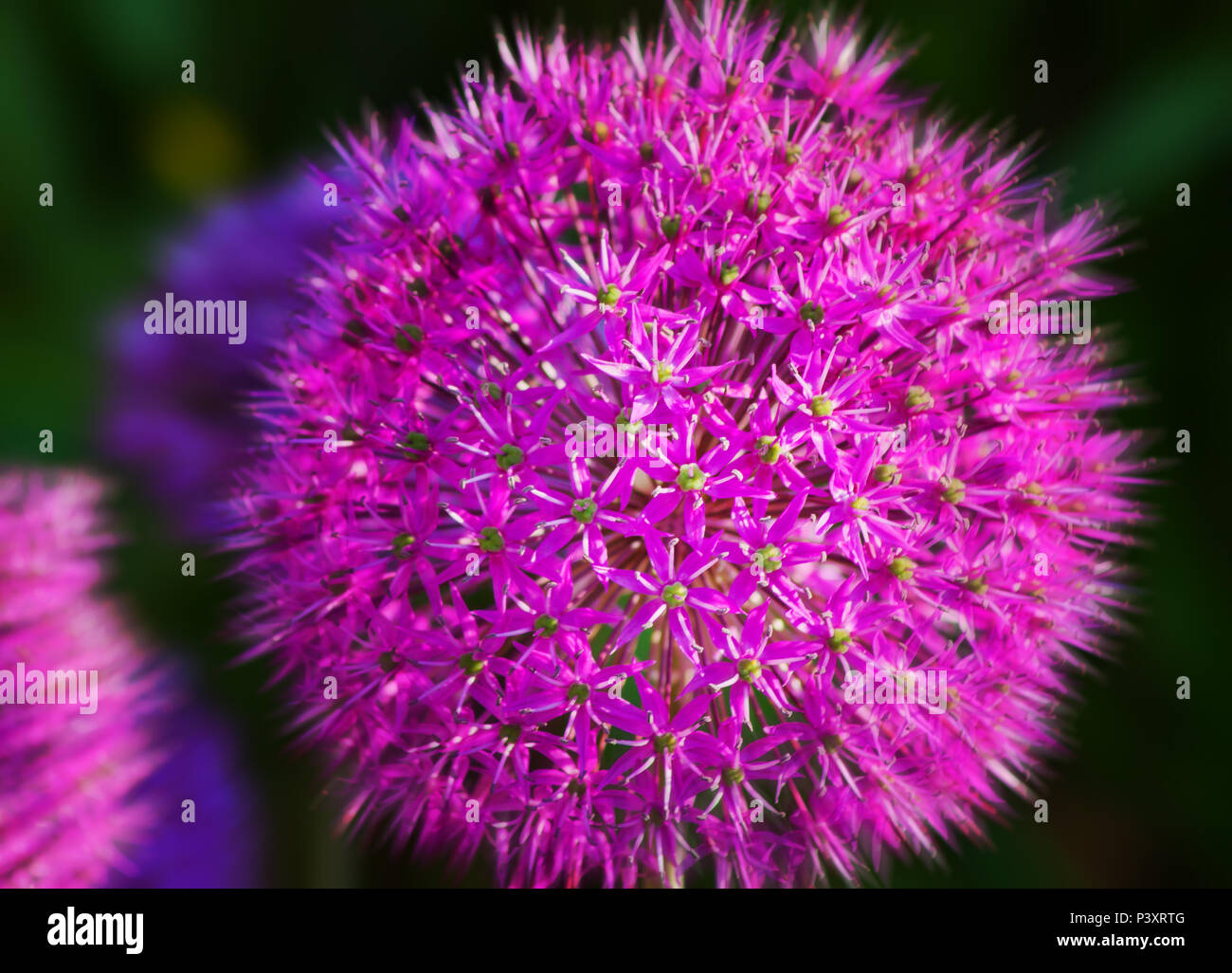Zooming in on an allium (a creative effective Stock Photo