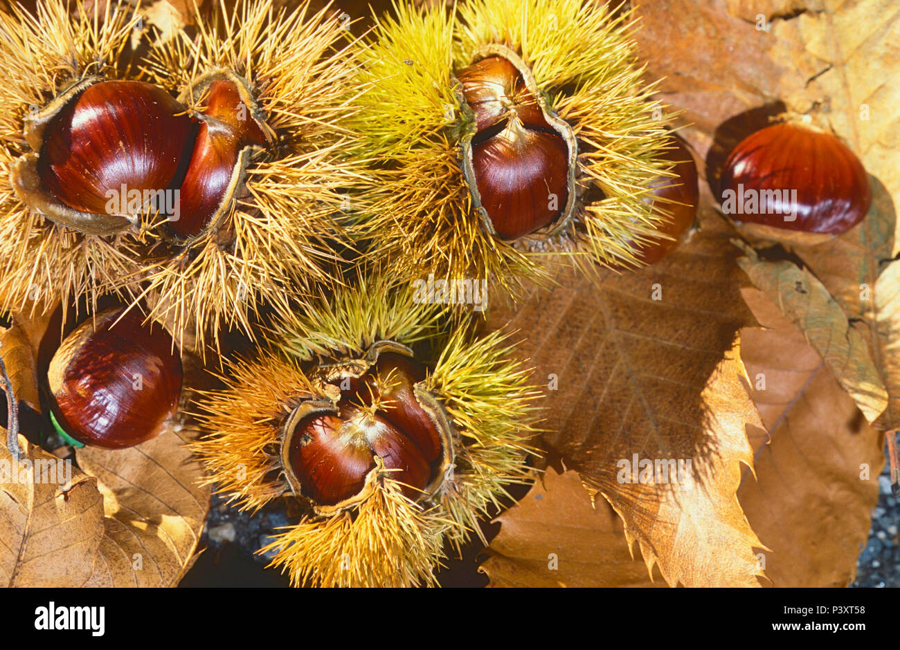 European Chestnut High Resolution Stock Photography and Images - Alamy