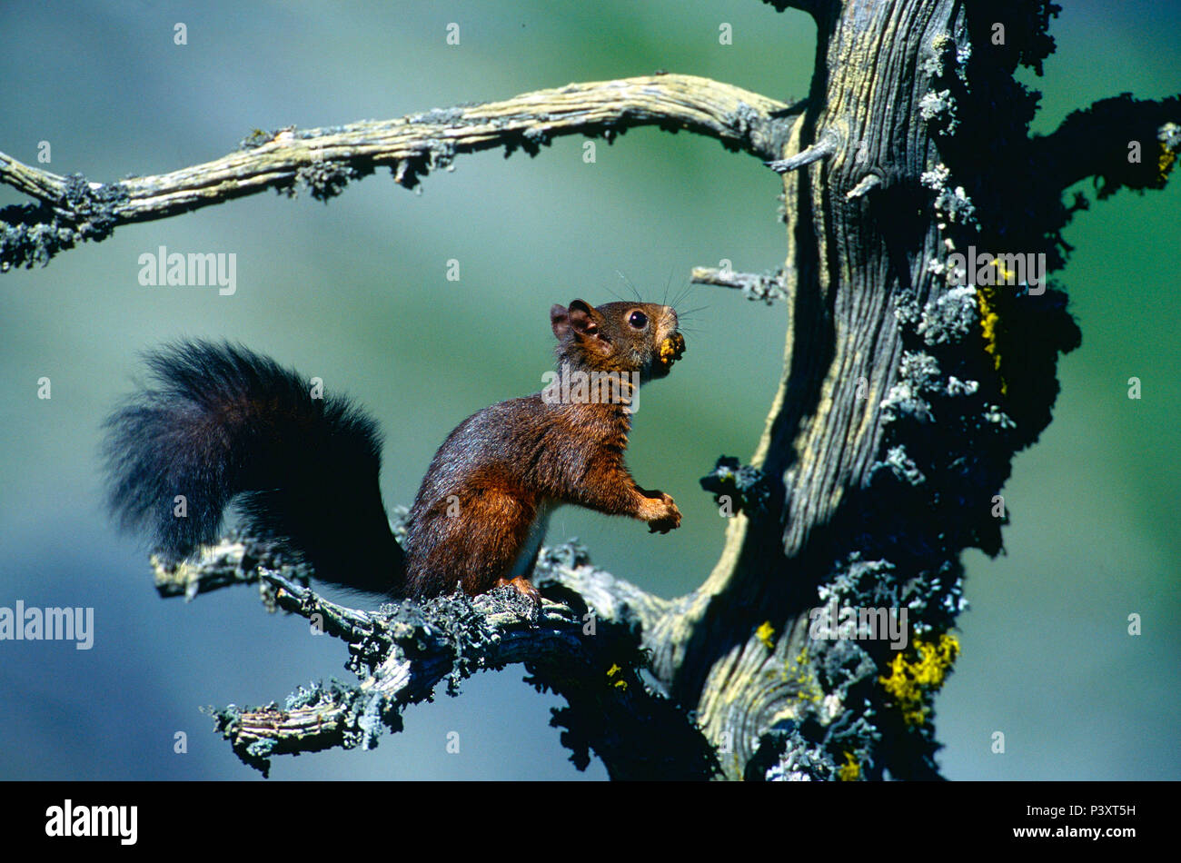 Red Squirrel, Sciurus vulgaris, Sciuridae, rodent, mammal, animal, Zervreila, Alps, Vals, Canton of Graubünden, Switzerland Stock Photo