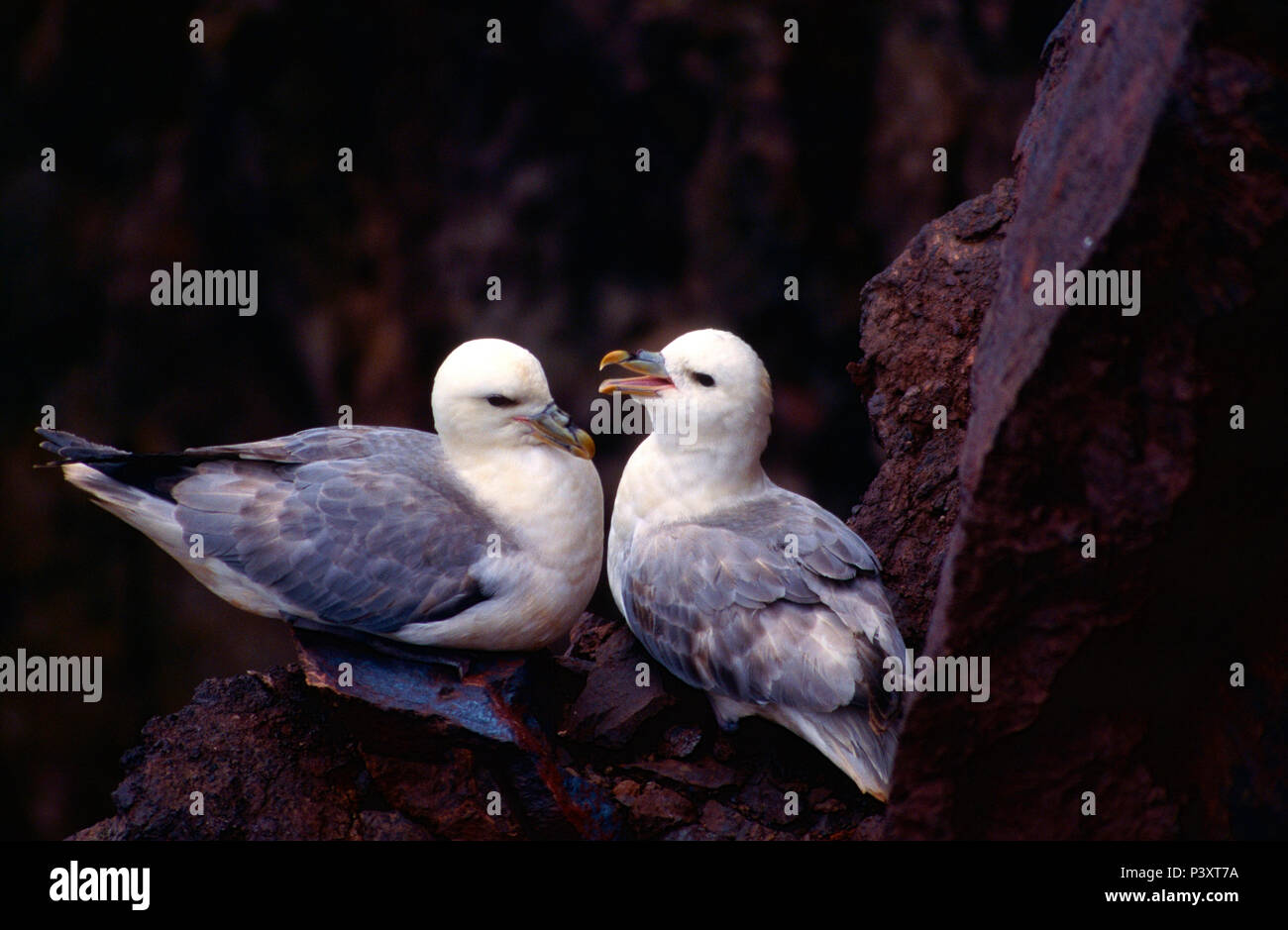 Northern Fulmar, Fulmarus glacialis, Procellariidae, couple, nest site, bird, animal, St. Abb's Head, Scotland, Great Britain Stock Photo
