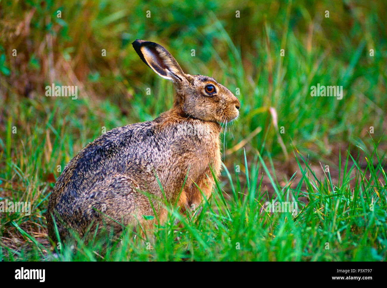 European Hare, Lepus europaeus, Leporidae, Hare, mammal, animal, Ängsön Nature reserve, Västmanland, Sweden Stock Photo