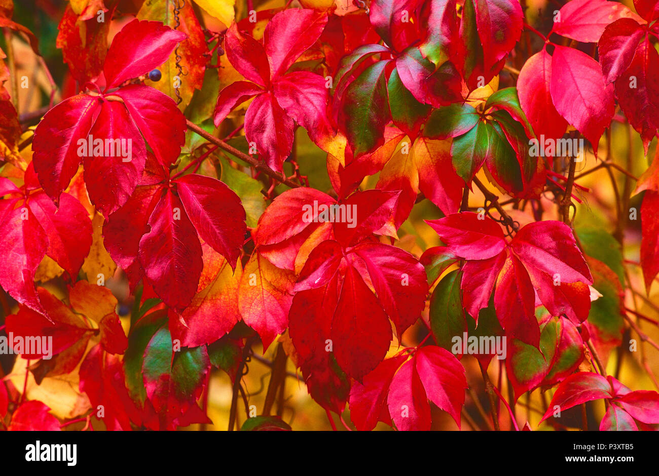 Virginia Creeper, Parthenocisus quinquefolia, Vitaceae, leaves, autumn colour, autumn, Provence, France Stock Photo