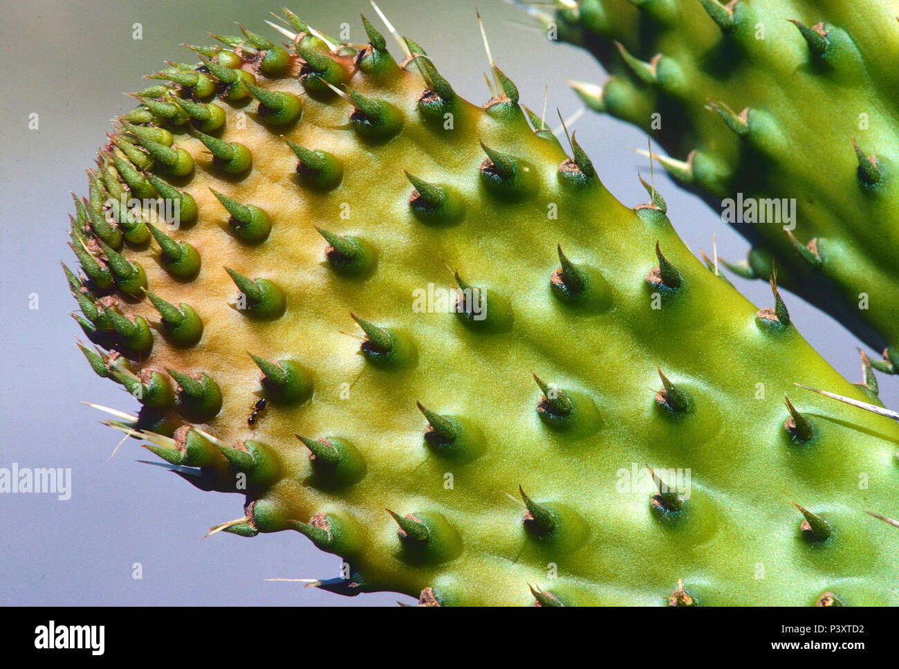Devil's tongue, Opuntia humifusa, Cactaceae, cactus, leave, detail, spines, ant, insect, animal, Andalusia, Spain Stock Photo