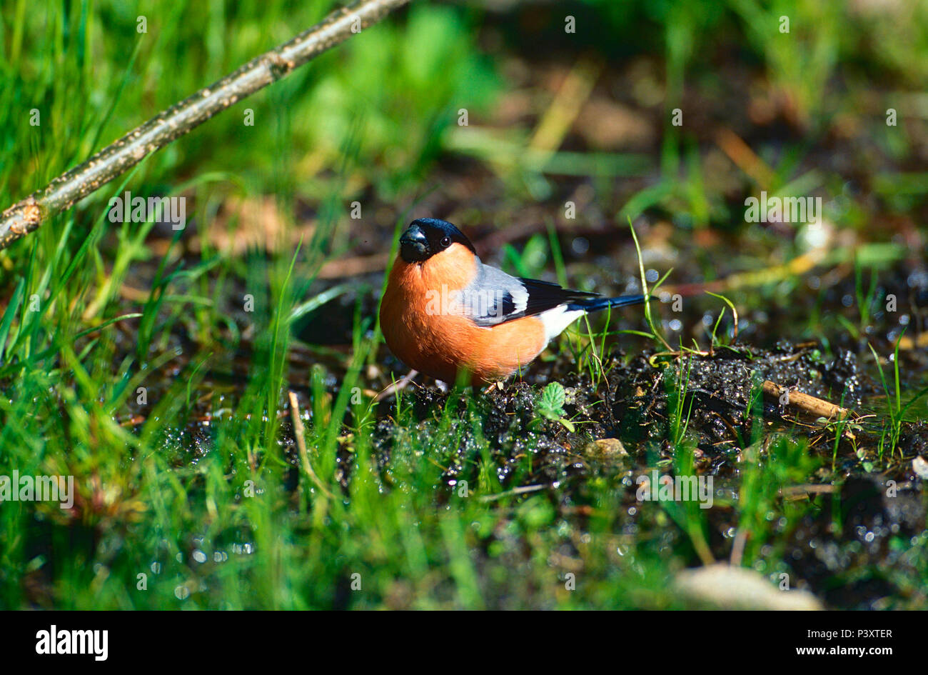 Bullfinch pyrrhula pyrrhula fringillidae hi-res stock photography and  images - Alamy