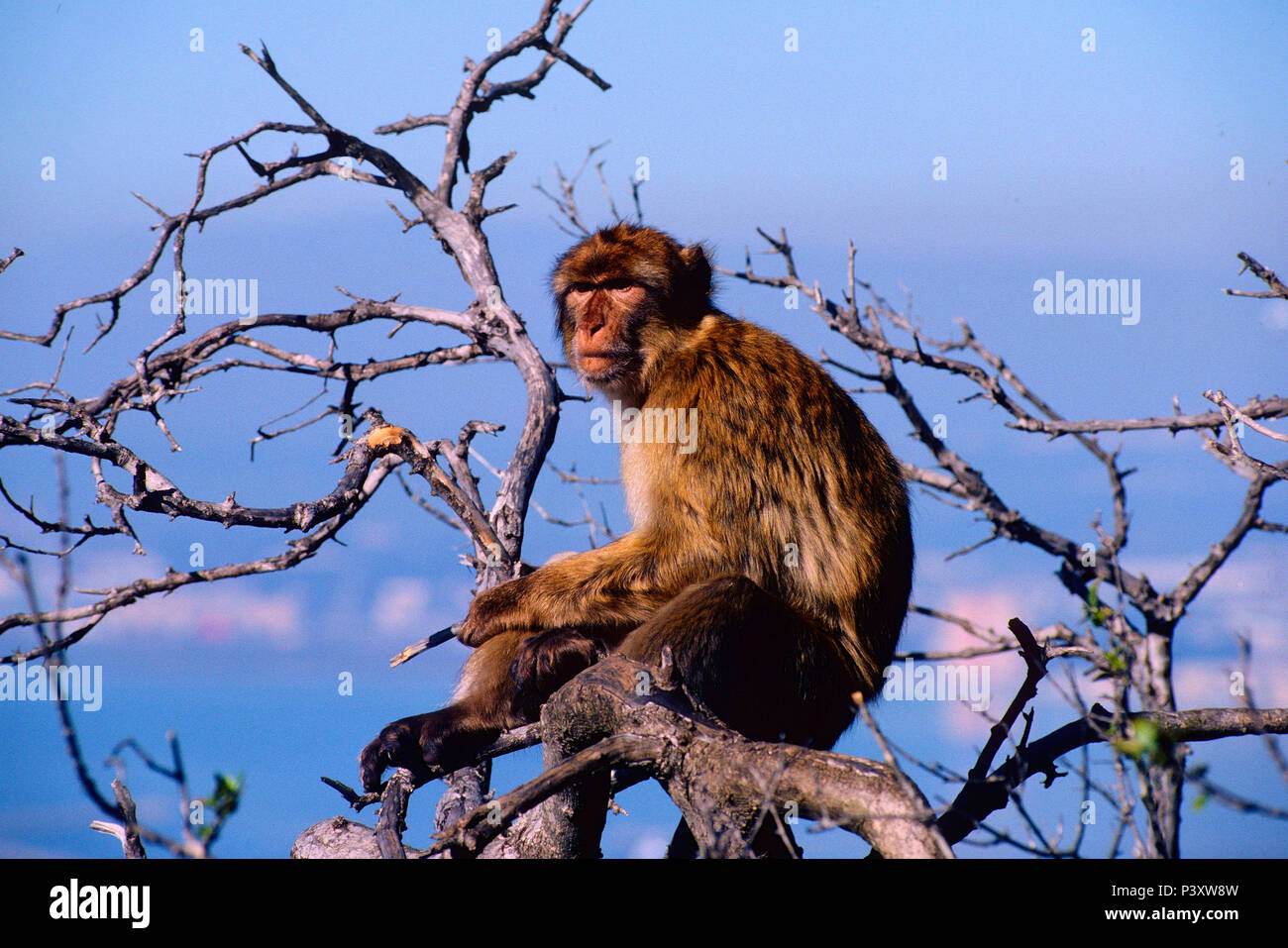Barbary Ape, Magot, Macaca sylvanus, Cercopithecidae, Ape, mammal, animal, on tree, Gibraltar Stock Photo