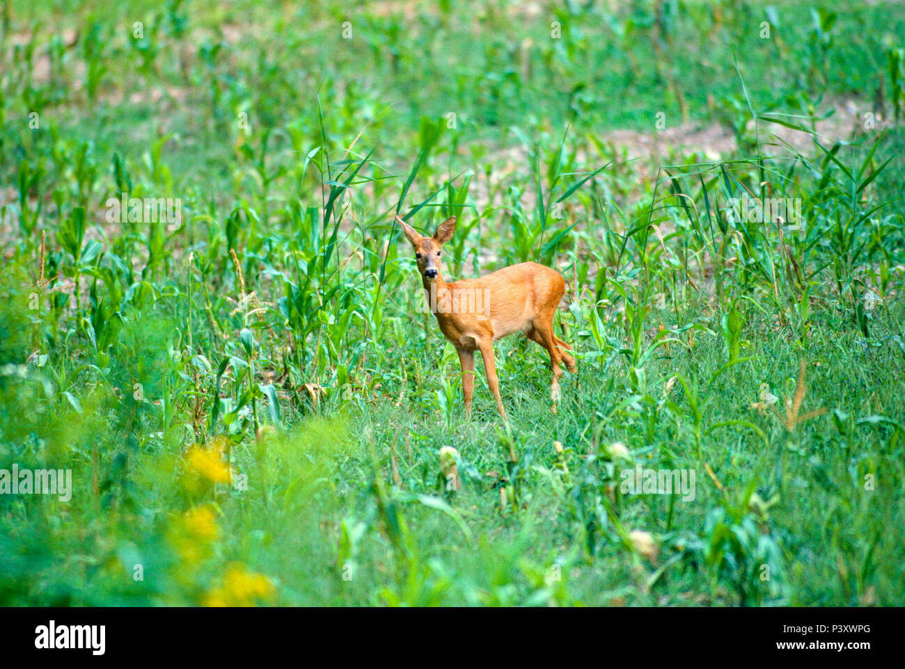 Deer. Capreolus capreolus, Cervidae, fawn, mammal, animal, Bas-Rhin Department, France Stock Photo