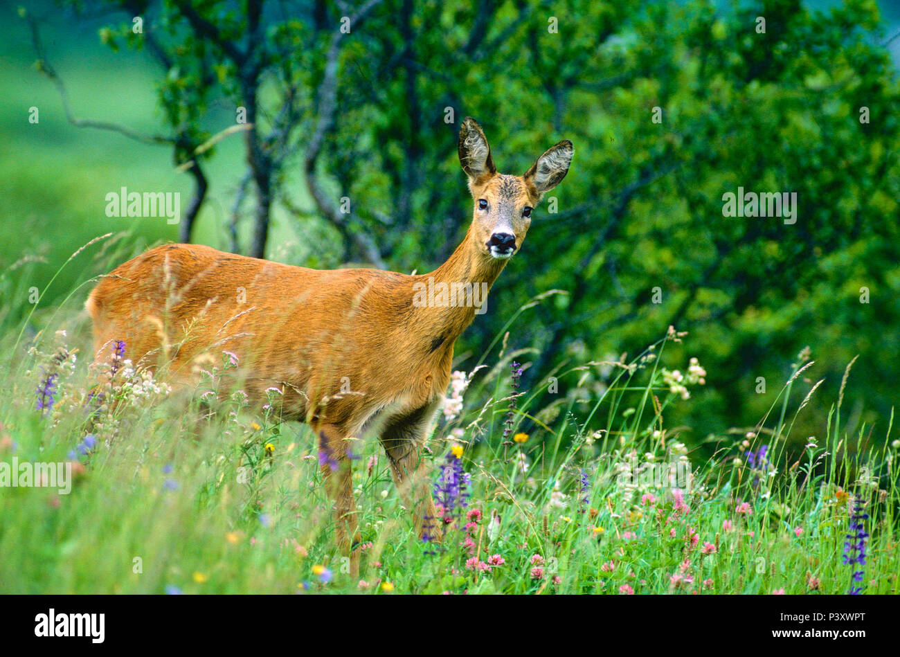 Deer. Capreolus capreolus, Cervidae, doe, mammal, animal, flower meadow, wild flowers, Puschlav, Canton of Graubünden, Switzerland Stock Photo