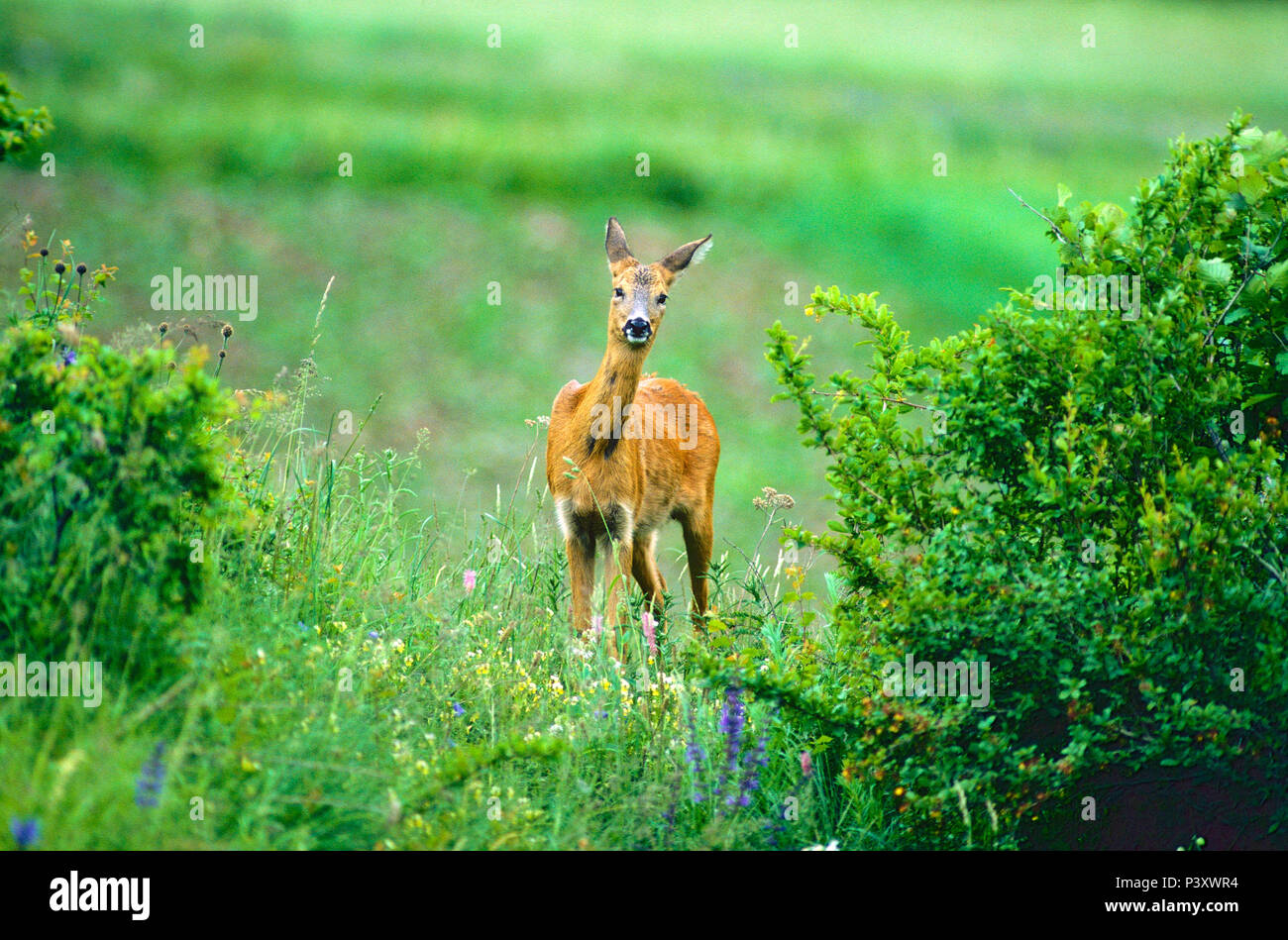 Deer. Capreolus capreolus, Cervidae, doe, mammal, animal, flower meadow, wild flowers, Puschlav, Canton of Graubünden, Switzerland Stock Photo