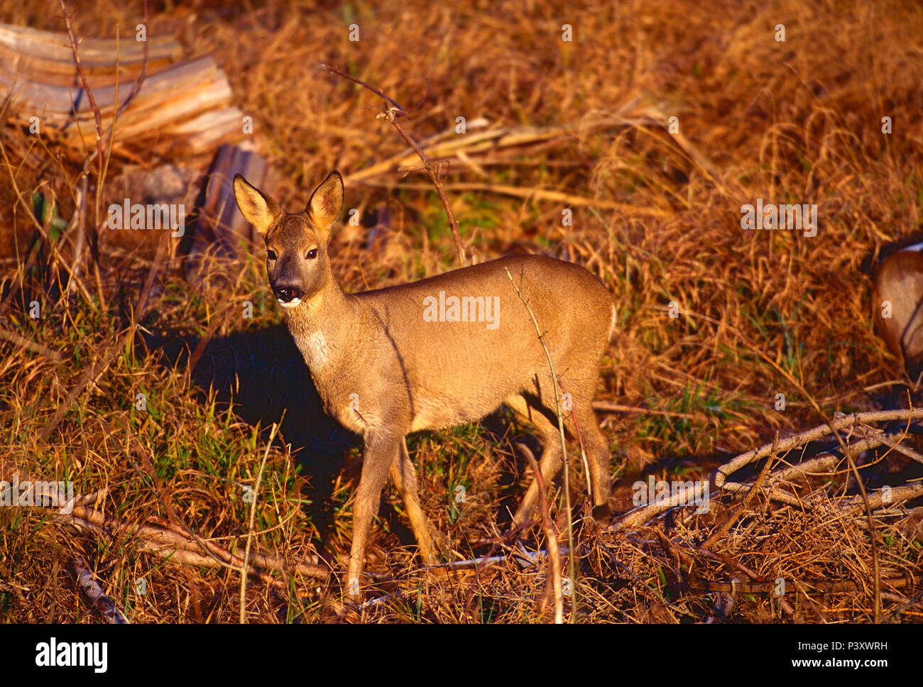 Deer, Capreolus capreolus, Cervidae, doe, animal, mammal, autumn, autumn colours, Bas-Rhin department, Alsace, France Stock Photo